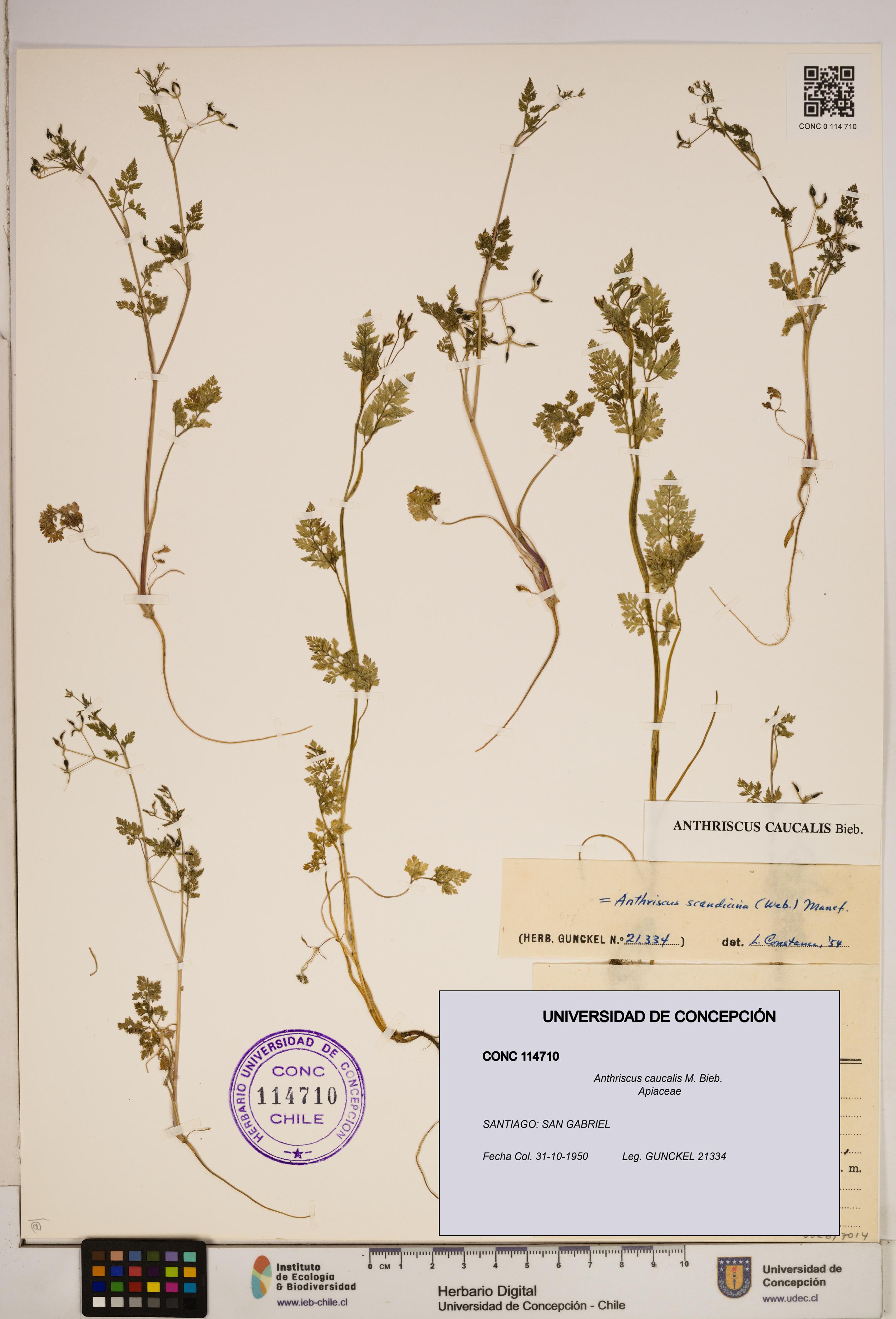 Anthriscus caucalis [Espécimen: ]