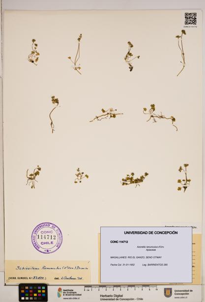 Azorella ranunculus [Espécimen: ]