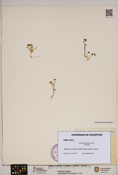 Azorella ranunculus [Espécimen: ]