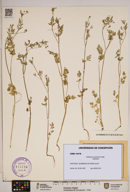 Anthriscus caucalis [Espécimen: ]