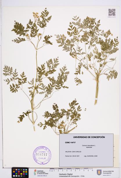 Conium maculatum [Espécimen: ]