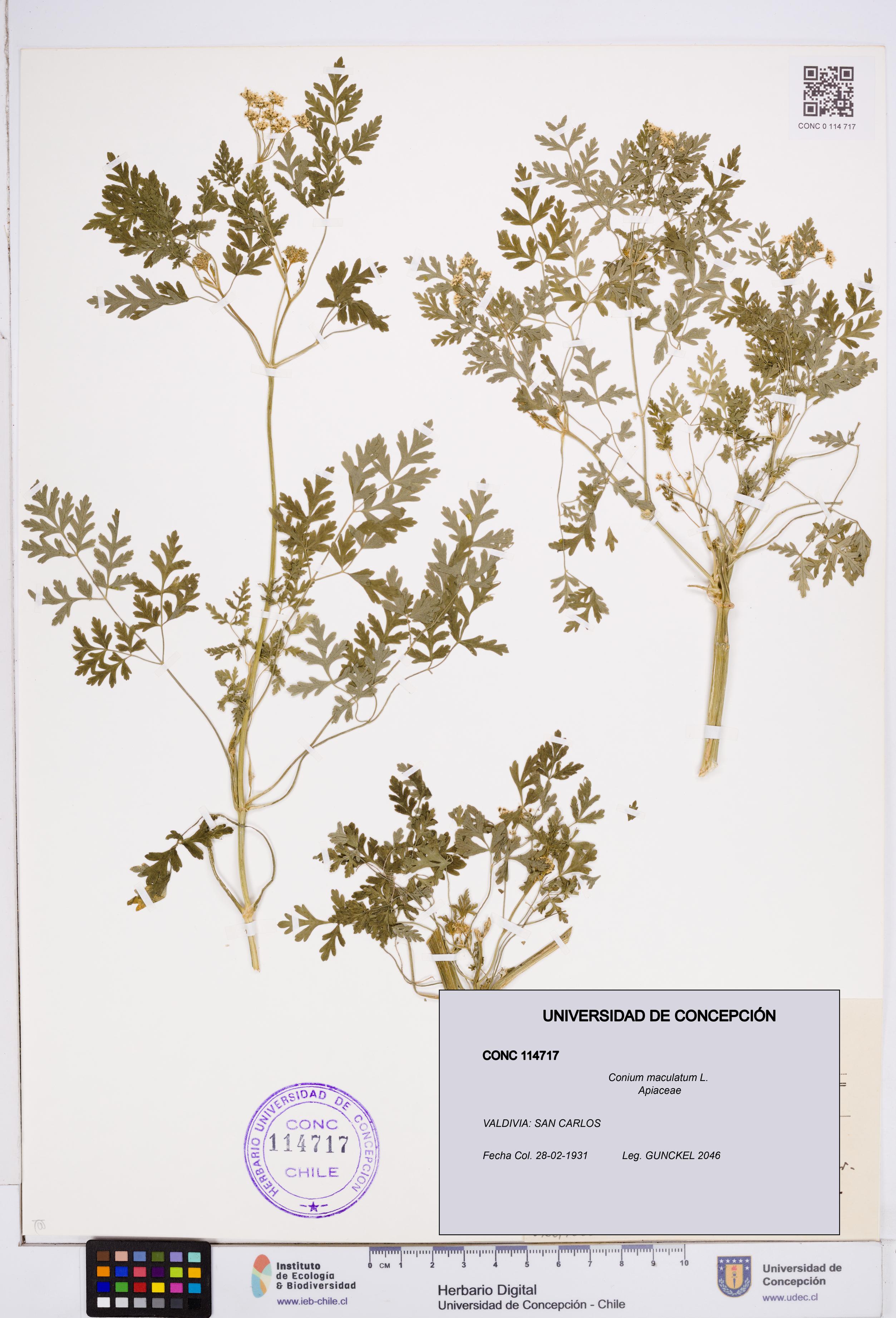 Conium maculatum [Espécimen: ]