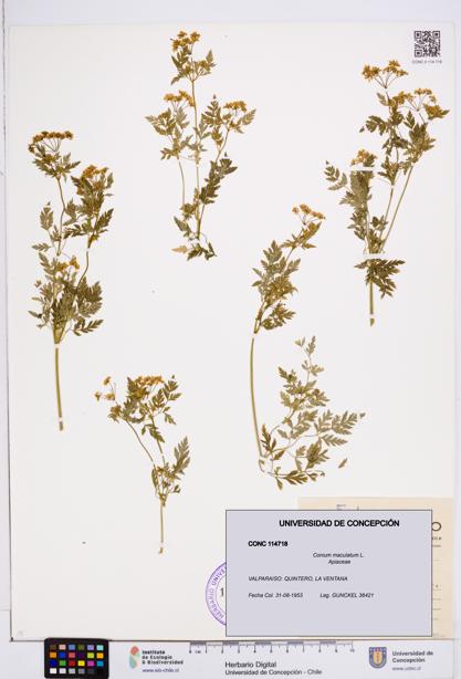 Conium maculatum [Espécimen: ]