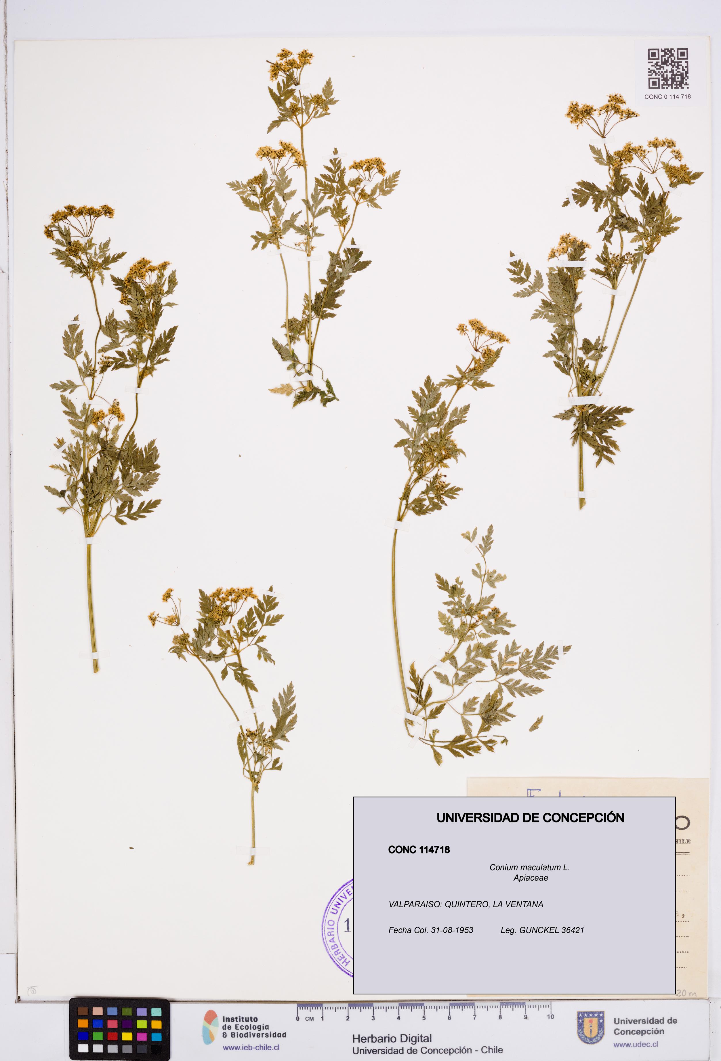Conium maculatum [Espécimen: ]