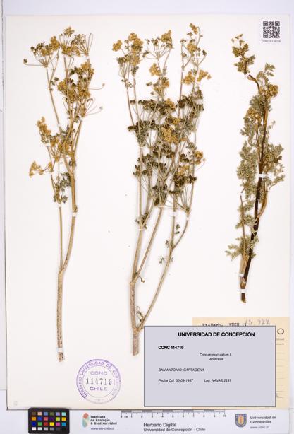 Conium maculatum [Espécimen: ]