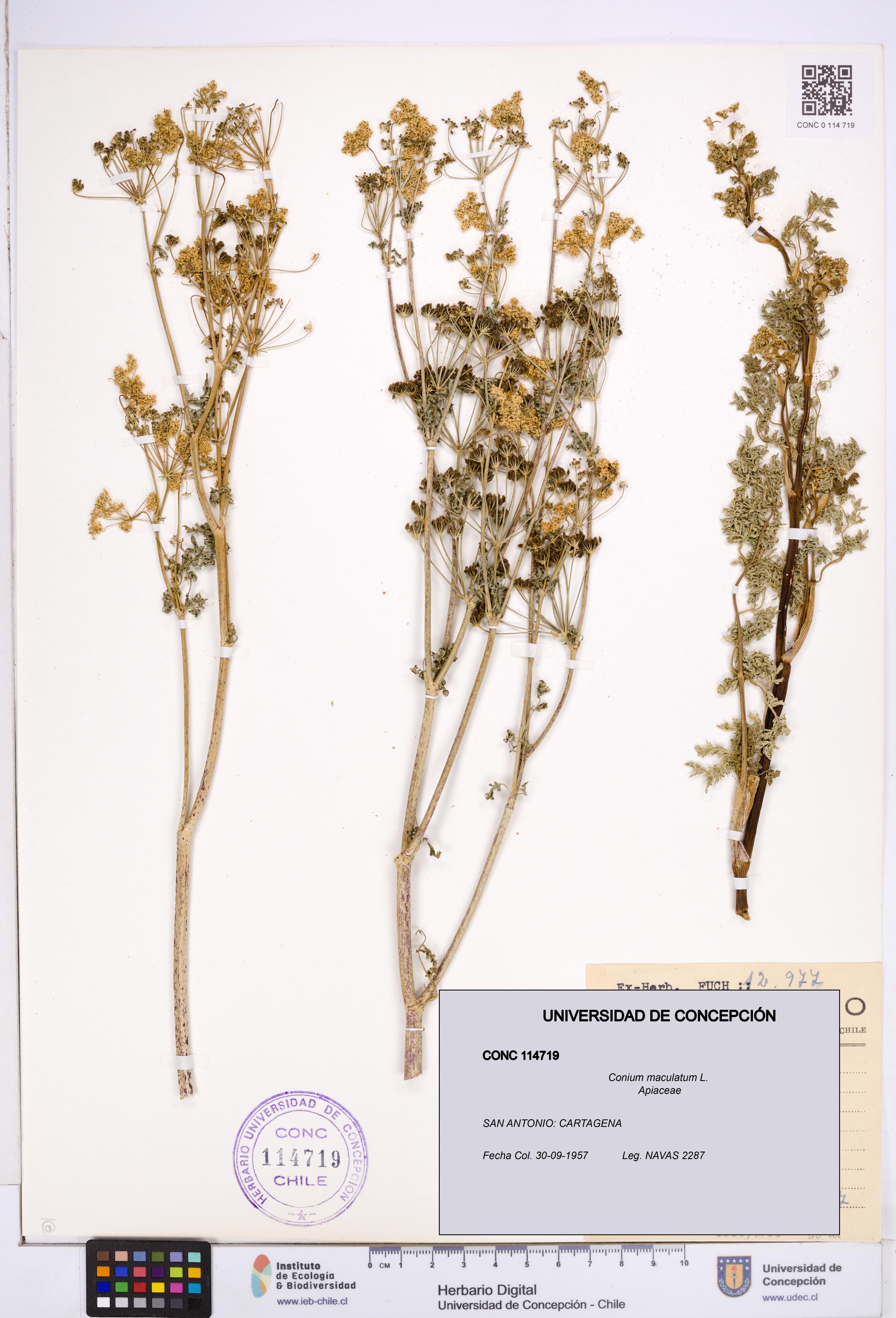 Conium maculatum [Espécimen: ]