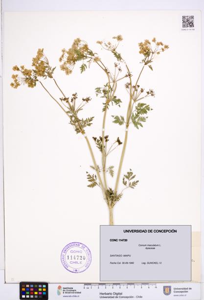 Conium maculatum [Espécimen: ]