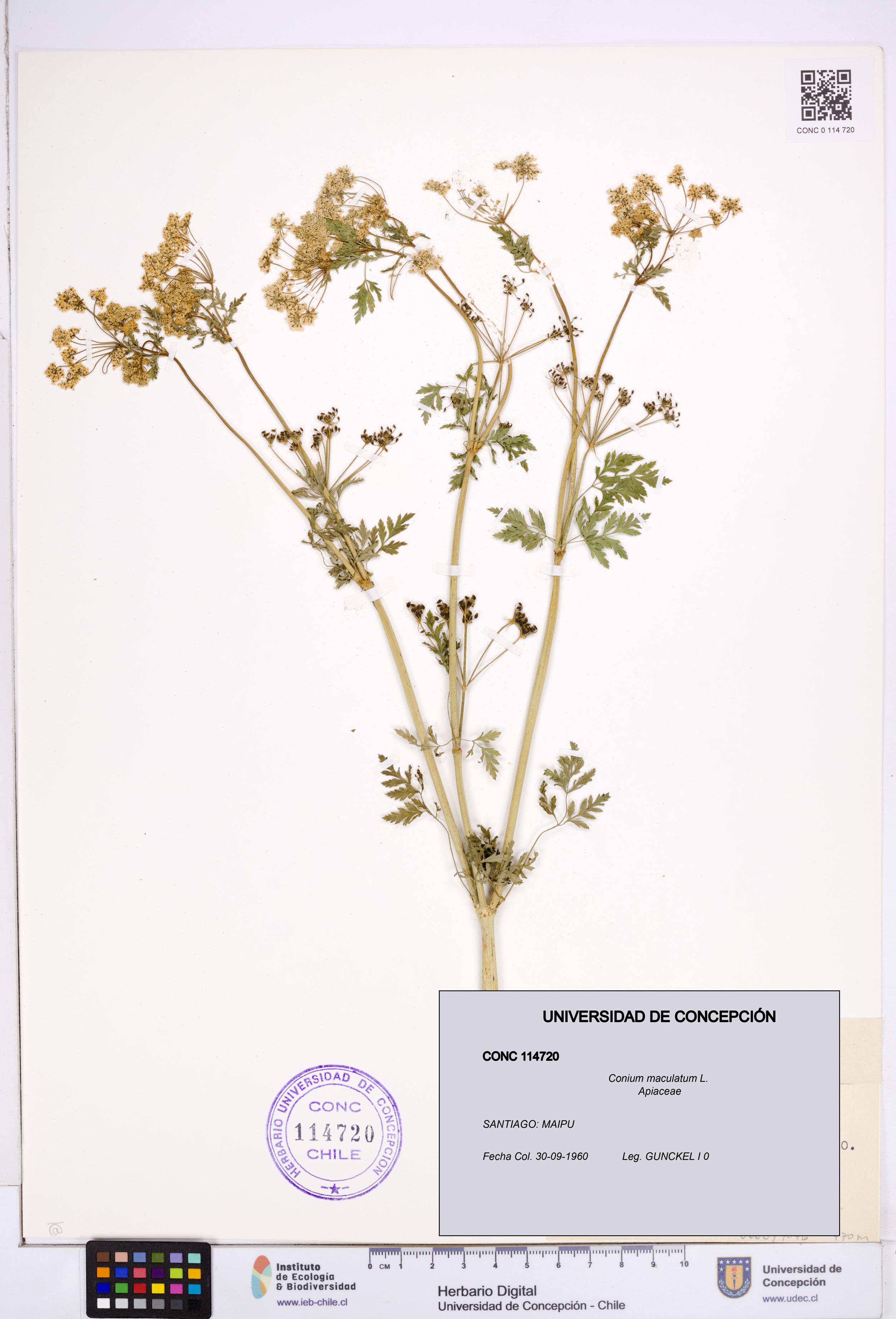 Conium maculatum [Espécimen: ]
