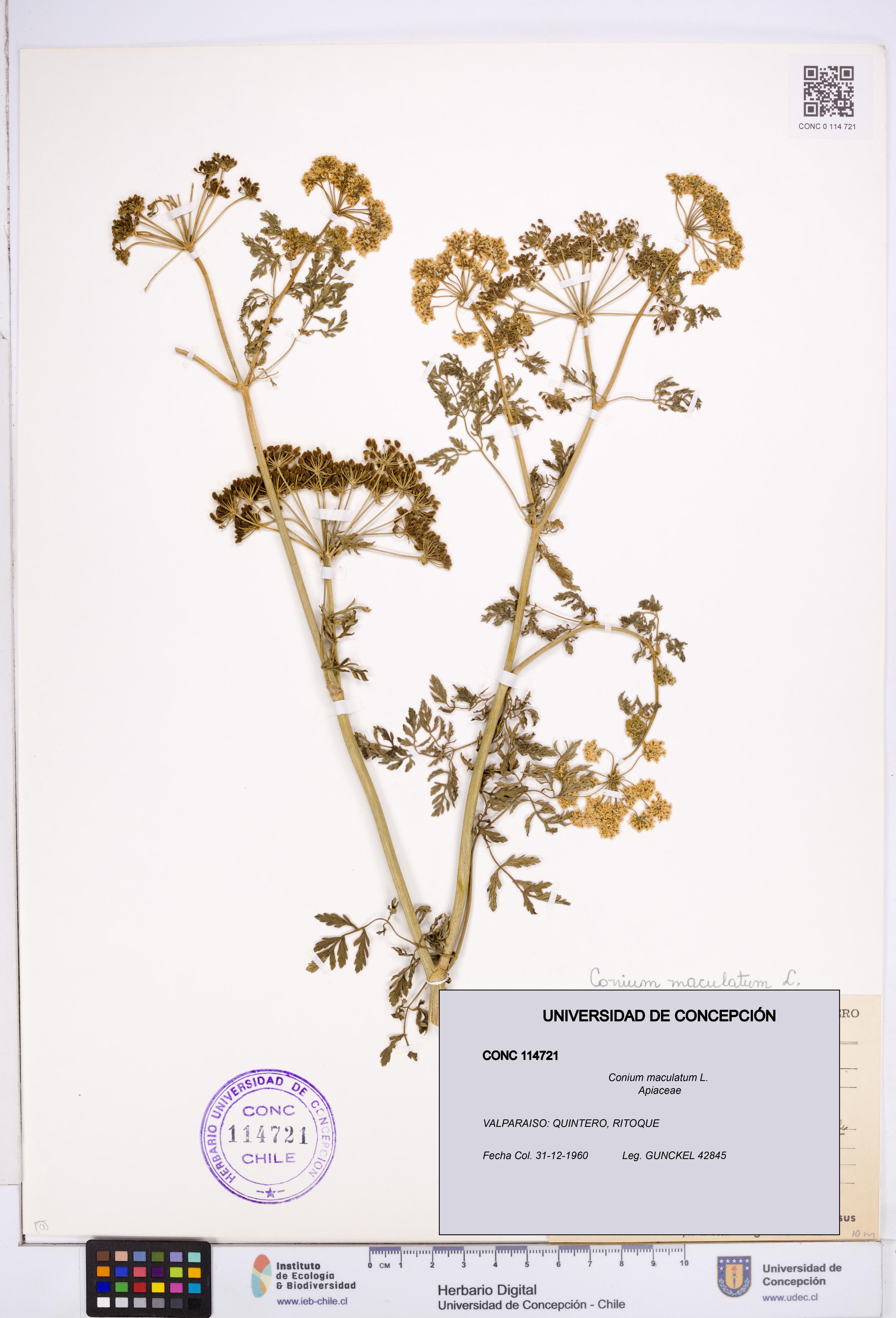 Conium maculatum [Espécimen: ]