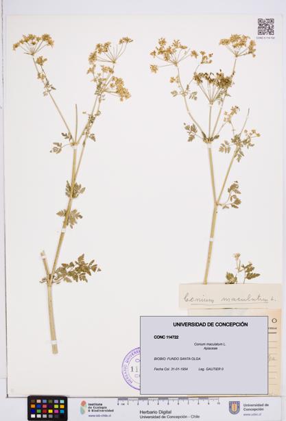 Conium maculatum [Espécimen: ]