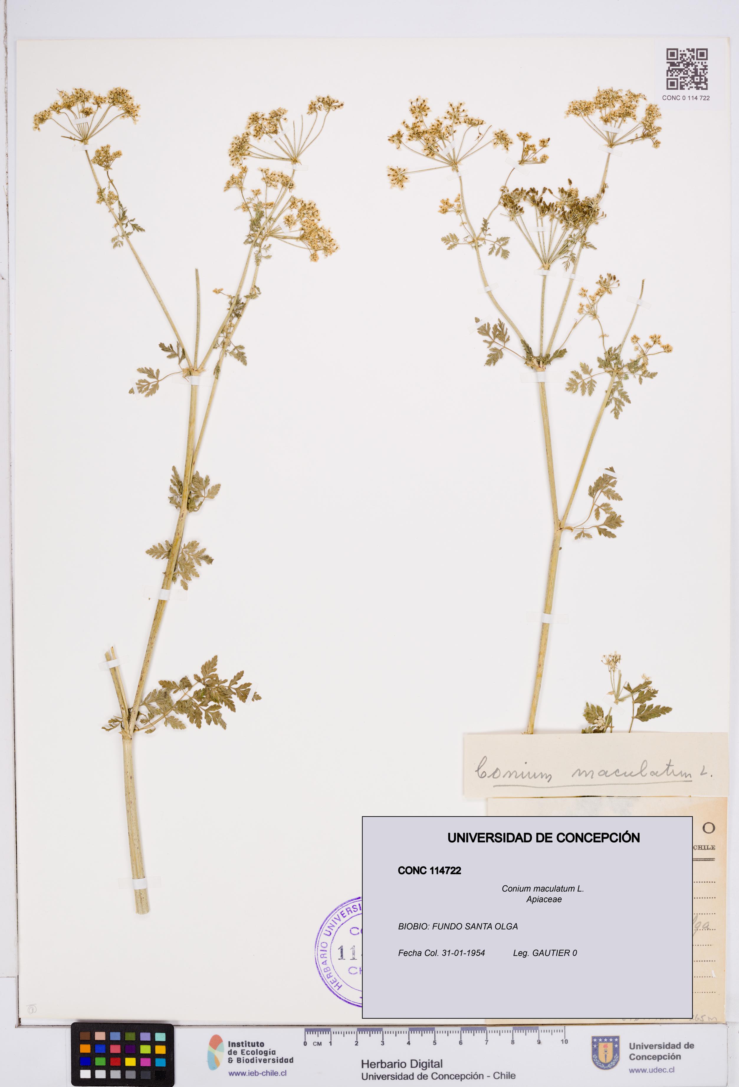 Conium maculatum [Espécimen: ]