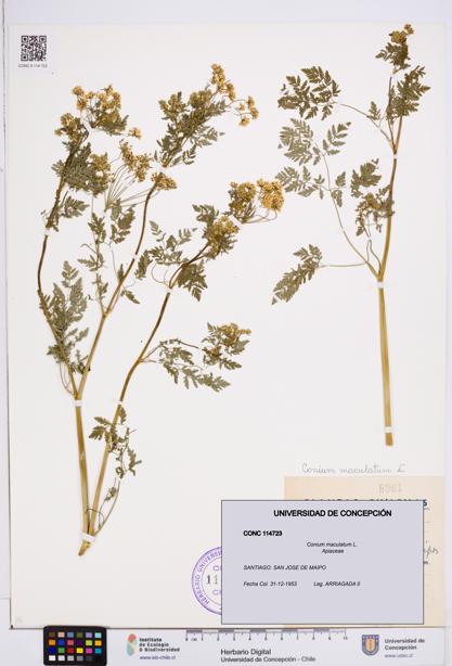Conium maculatum [Espécimen: ]