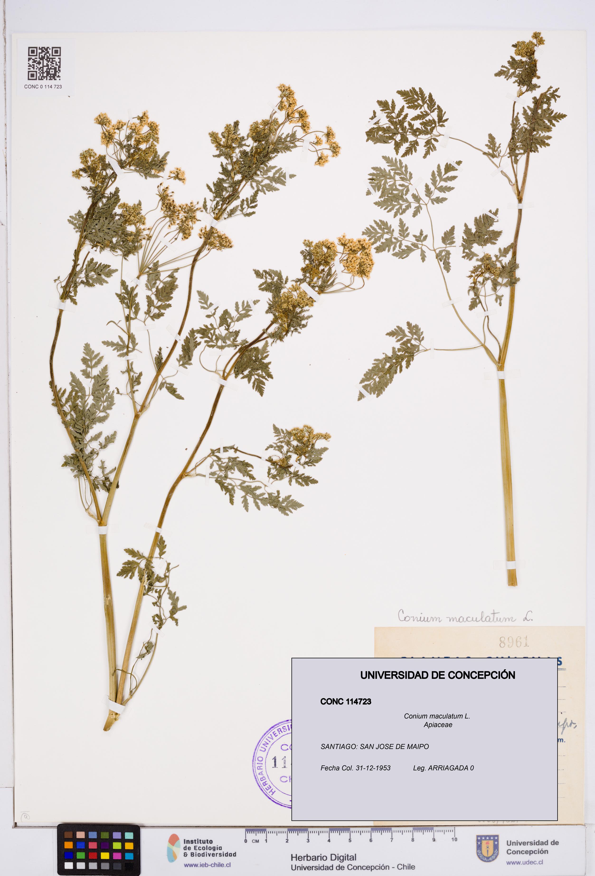 Conium maculatum [Espécimen: ]