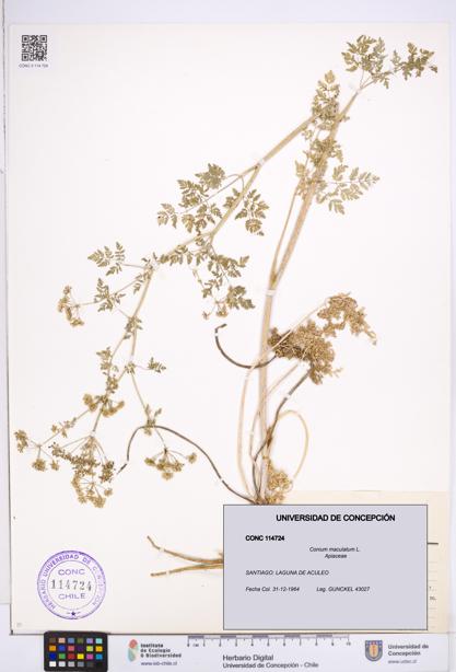 Conium maculatum [Espécimen: ]