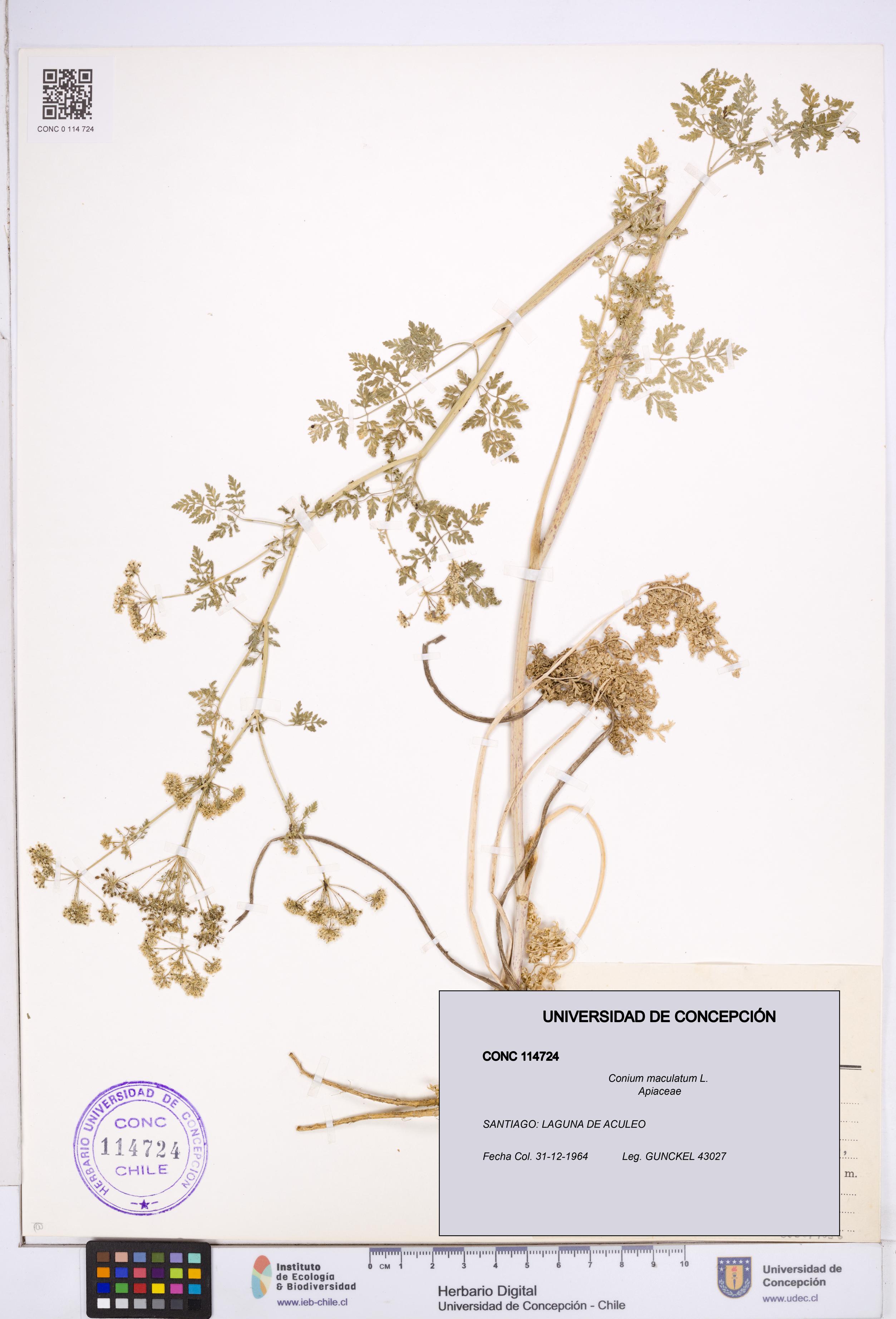 Conium maculatum [Espécimen: ]