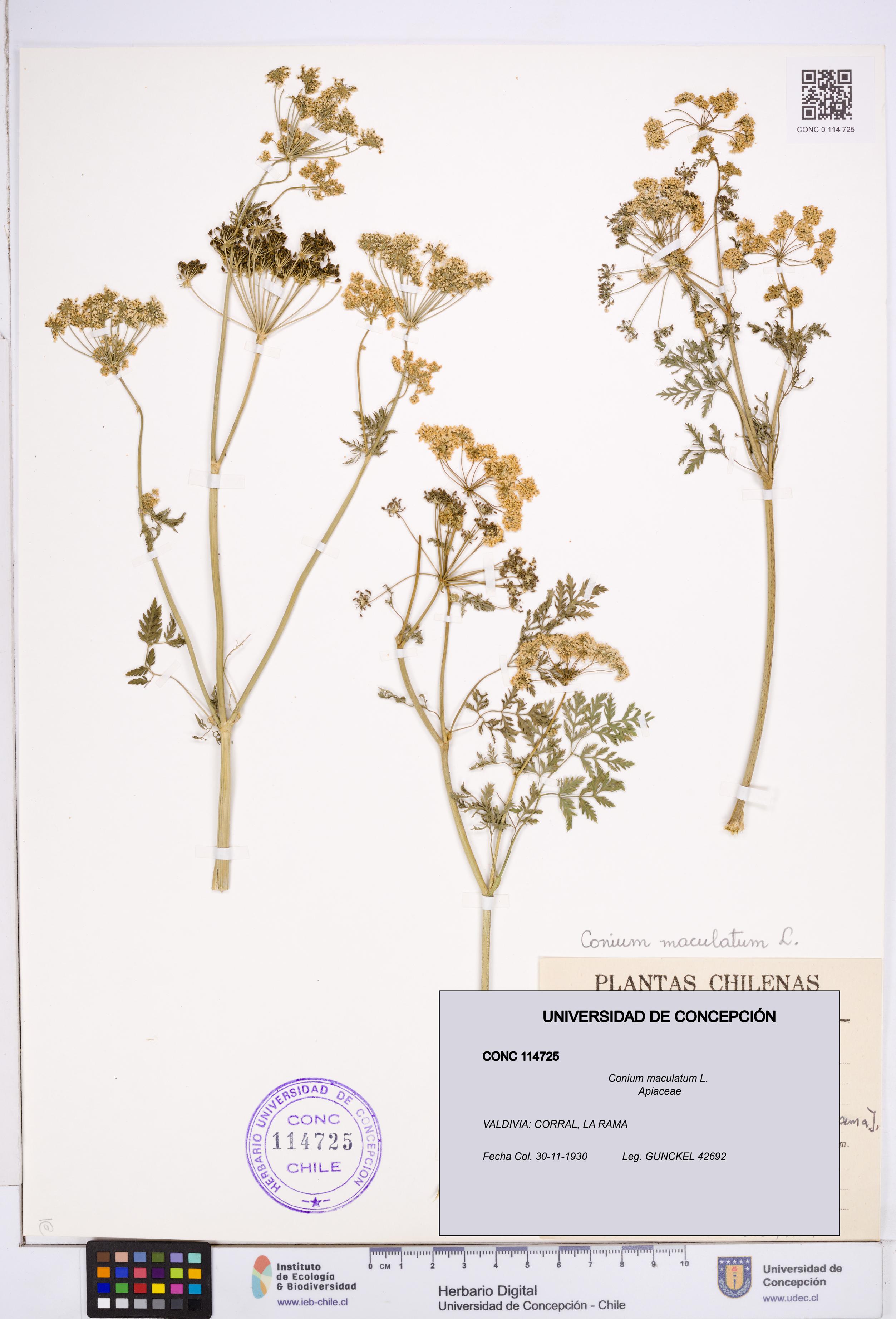 Conium maculatum [Espécimen: ]
