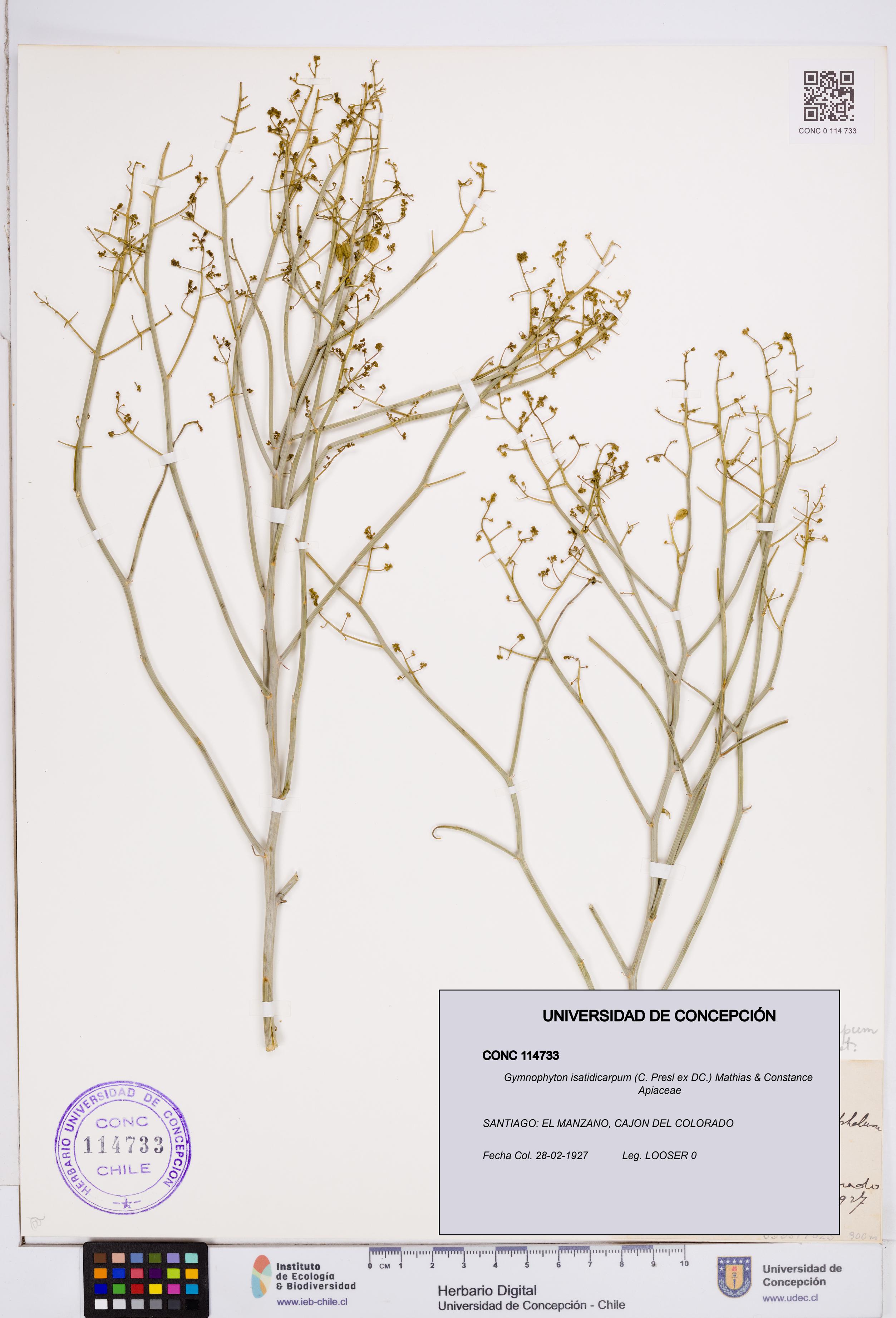 Gymnophyton isatidicarpum [Espécimen: ]