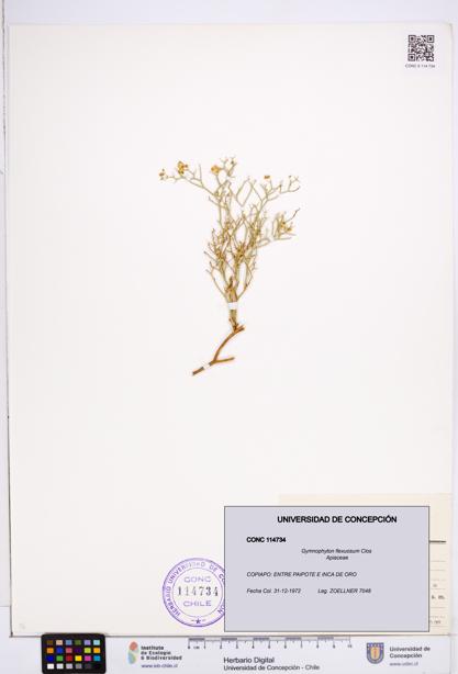 Gymnophyton flexuosum [Espécimen: ]