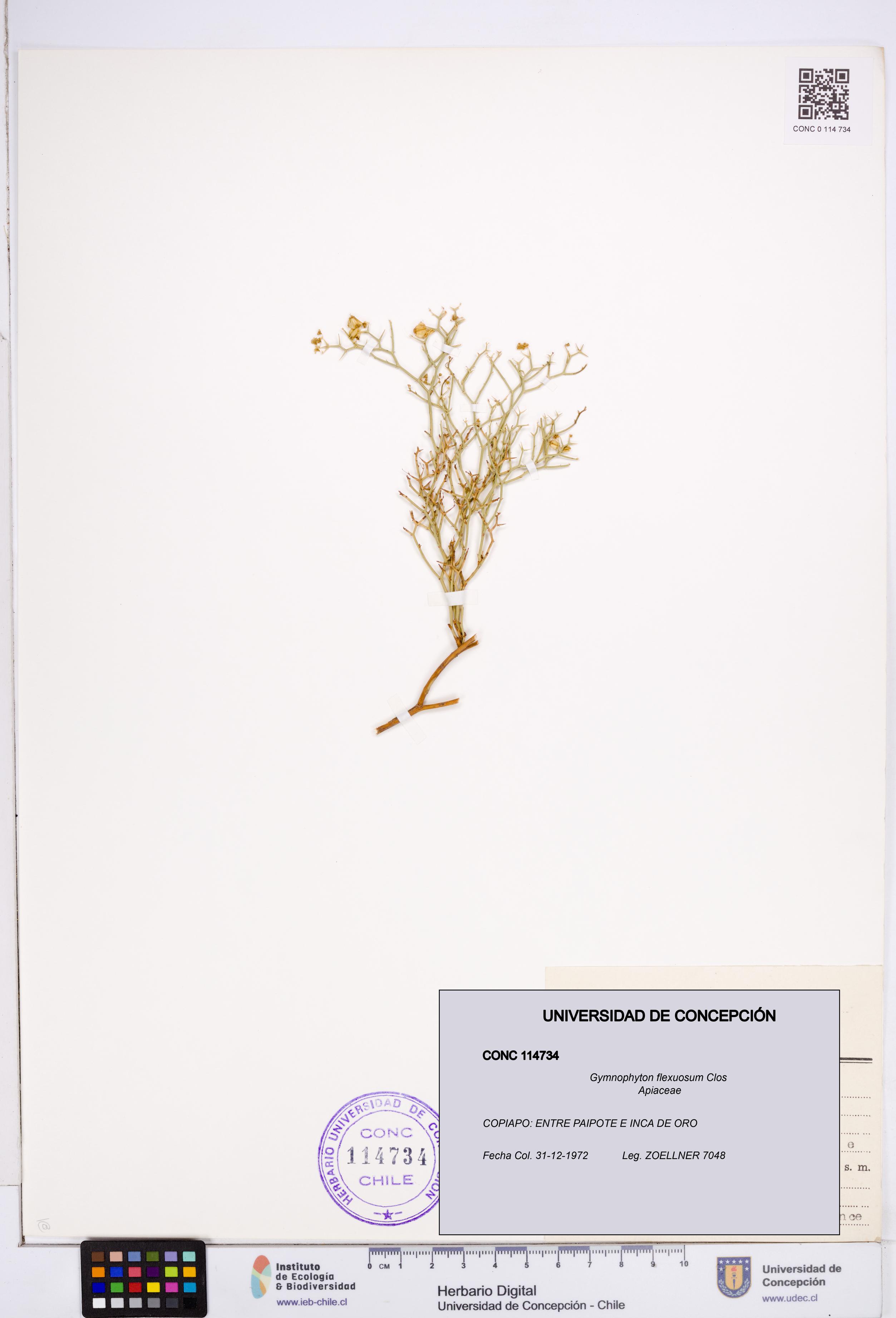 Gymnophyton flexuosum [Espécimen: ]