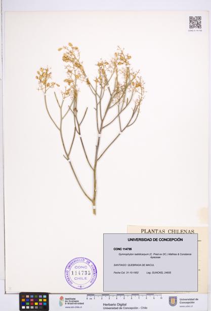 Gymnophyton isatidicarpum [Espécimen: ]