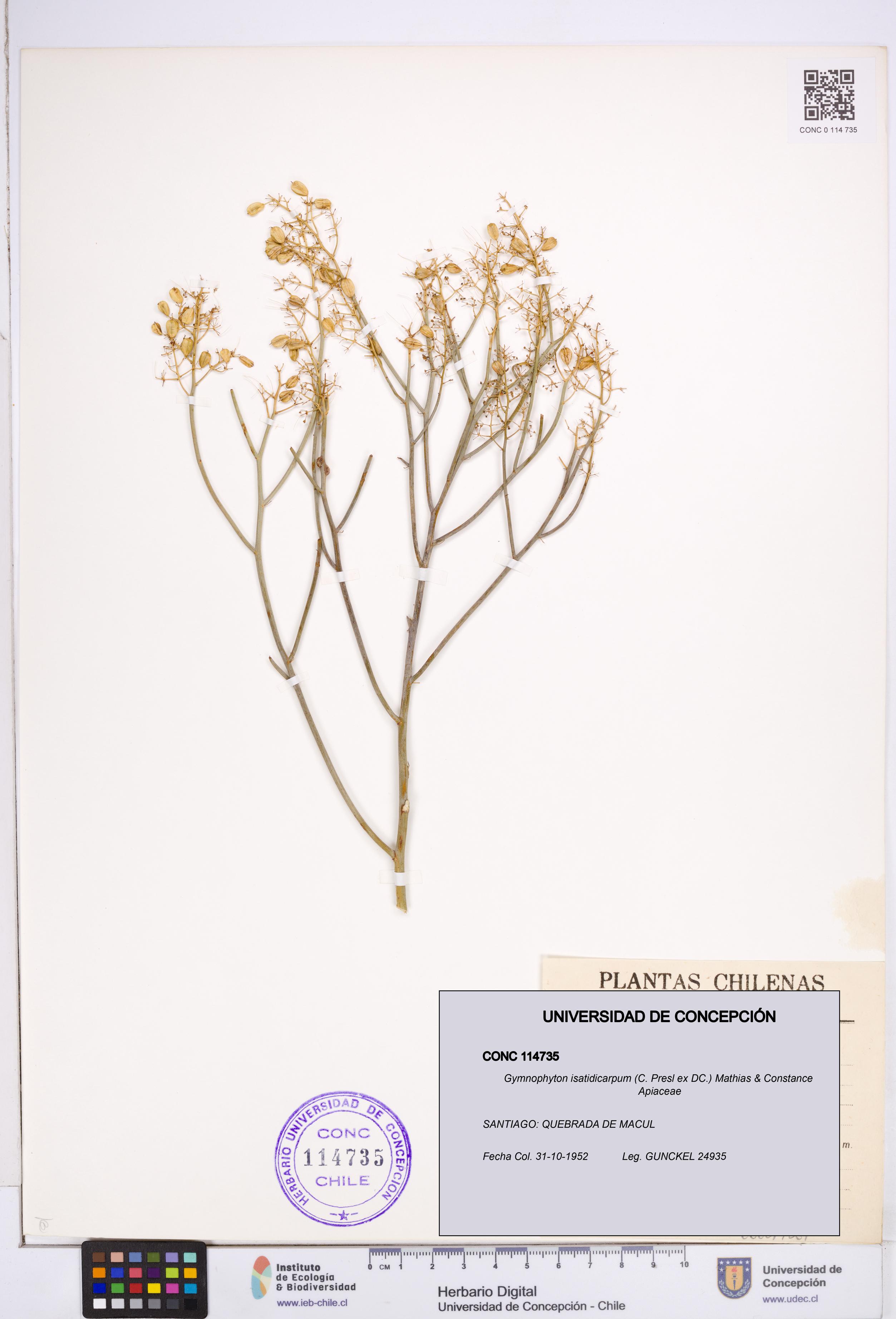 Gymnophyton isatidicarpum [Espécimen: ]