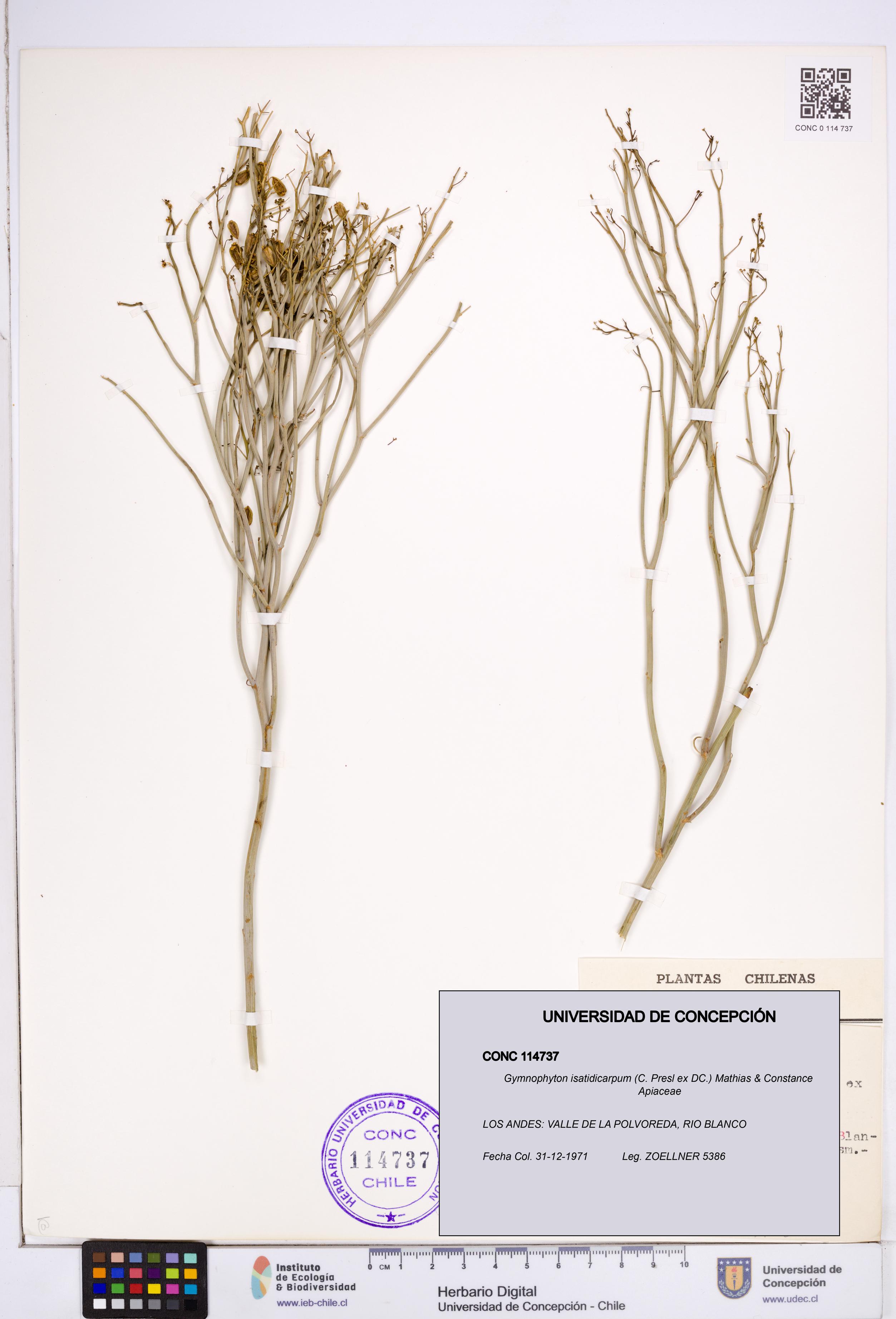 Gymnophyton isatidicarpum [Espécimen: ]