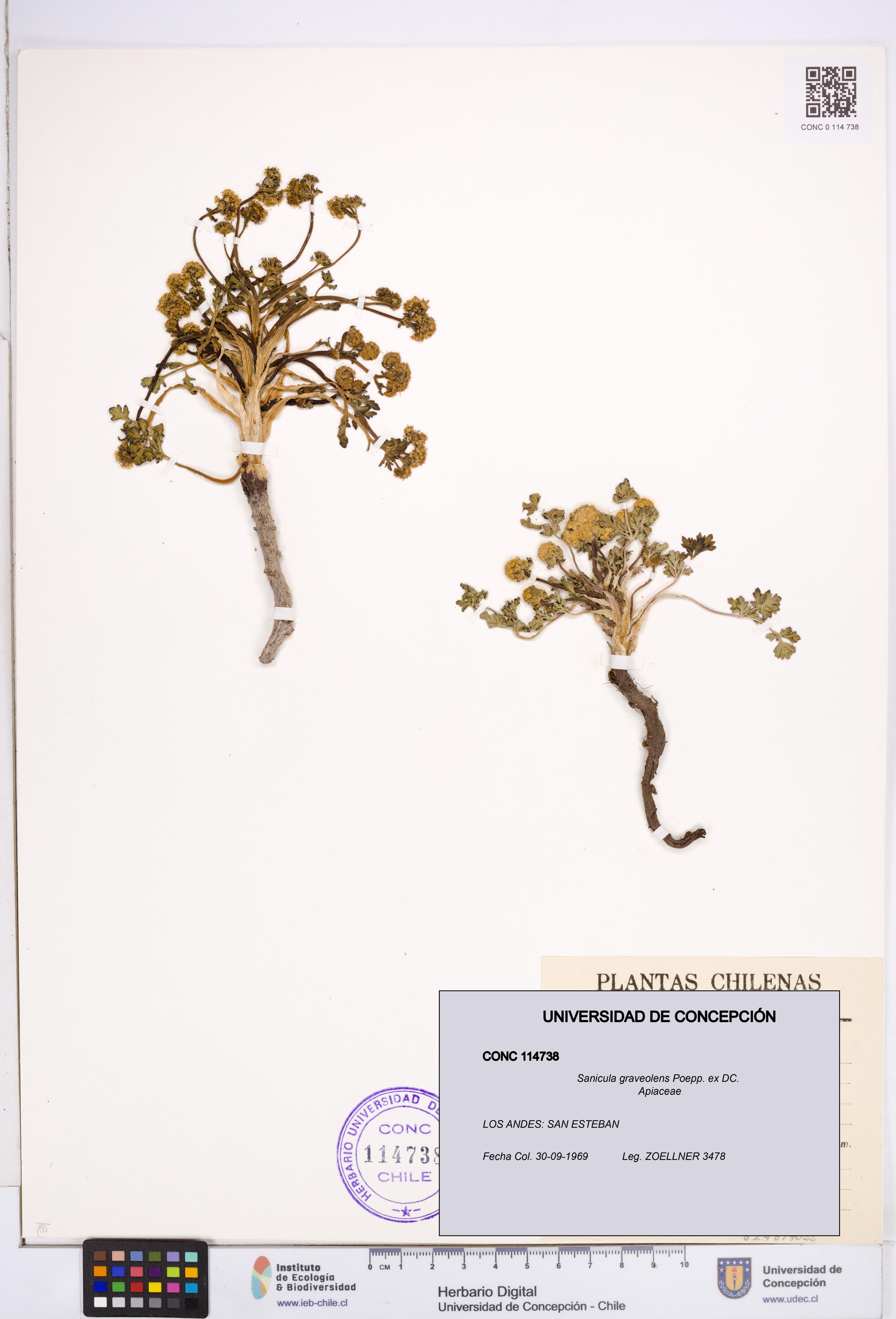 Sanicula graveolens [Espécimen: ]