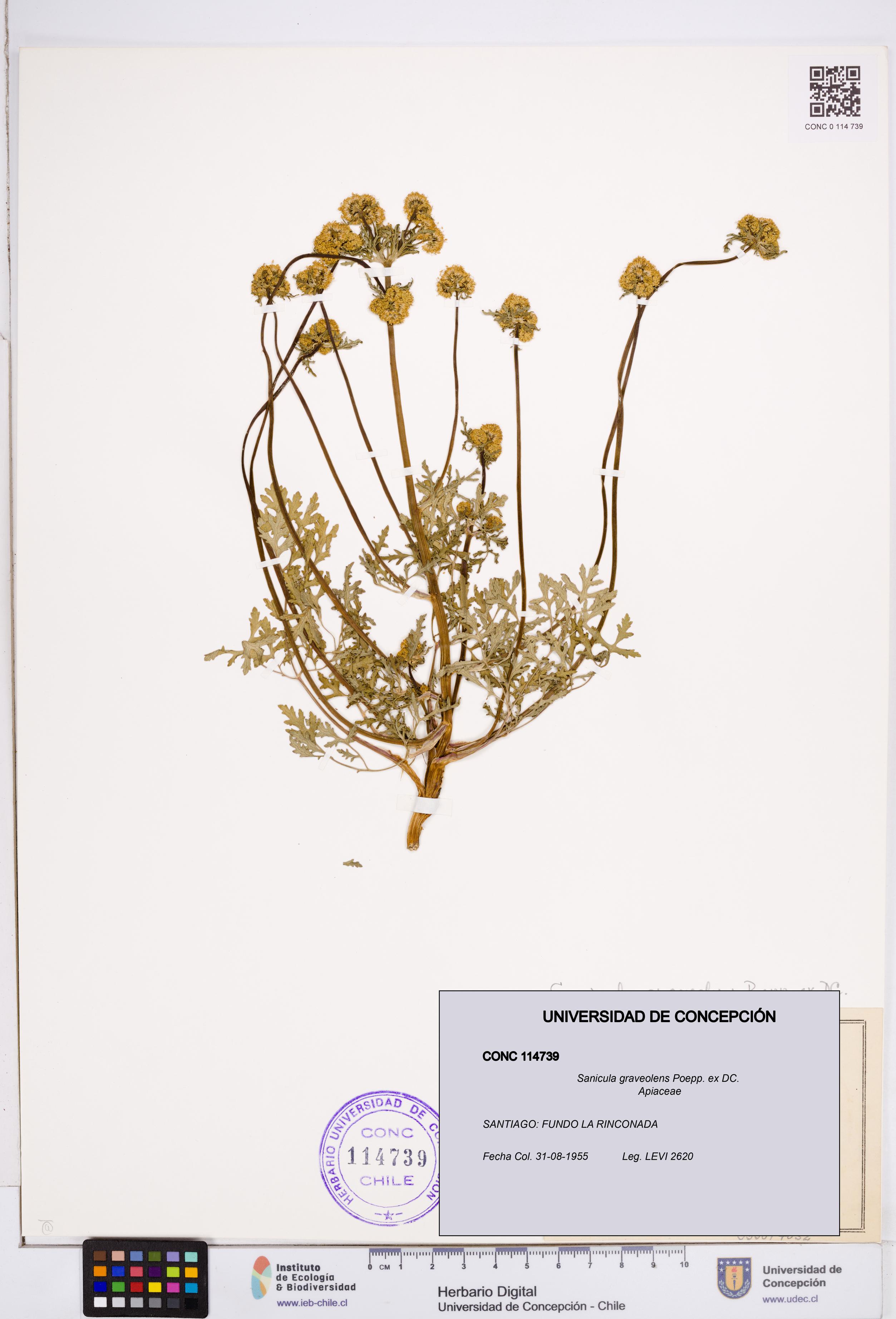 Sanicula graveolens [Espécimen: ]