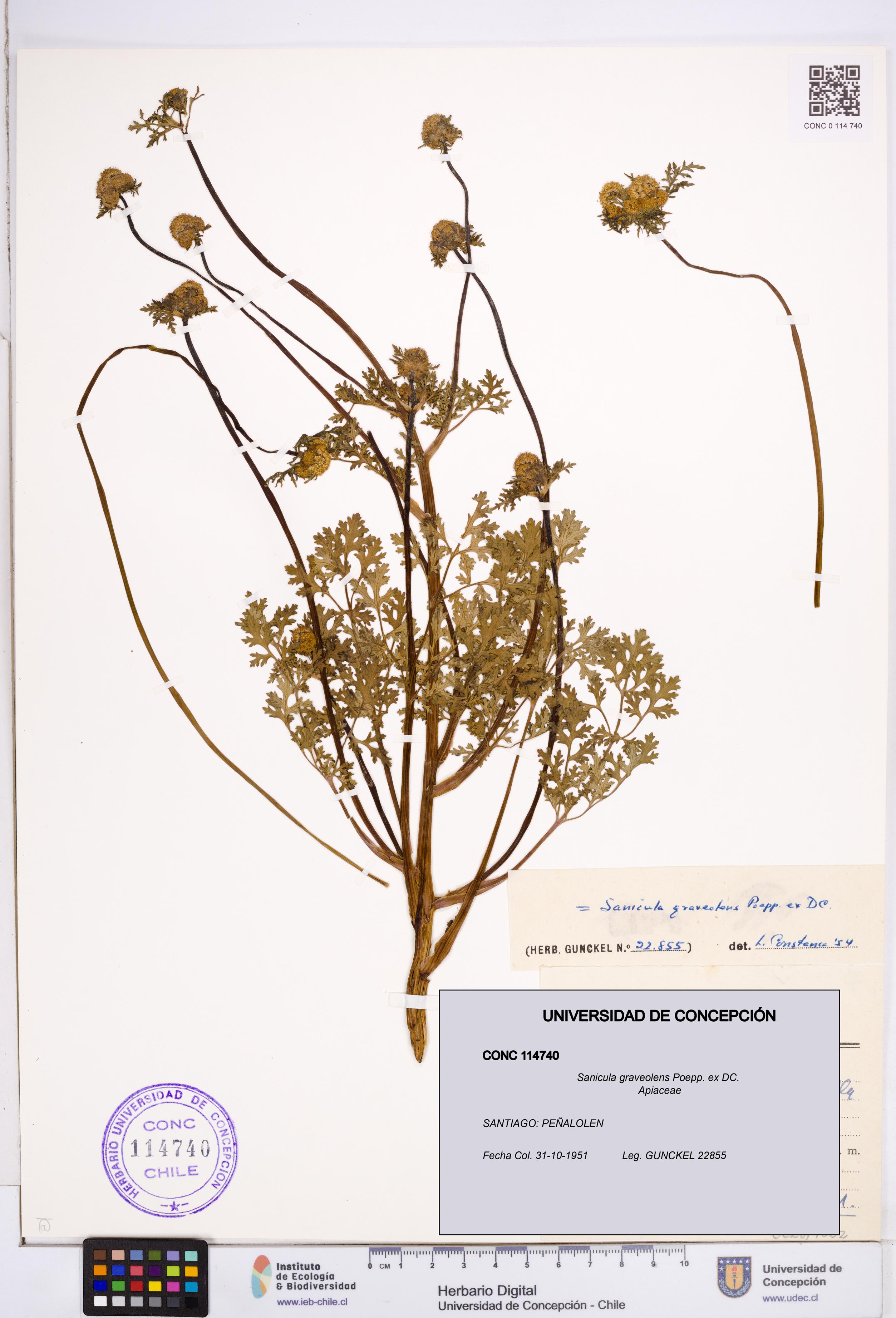 Sanicula graveolens [Espécimen: ]