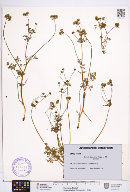 Sanicula graveolens [Espécimen: ]