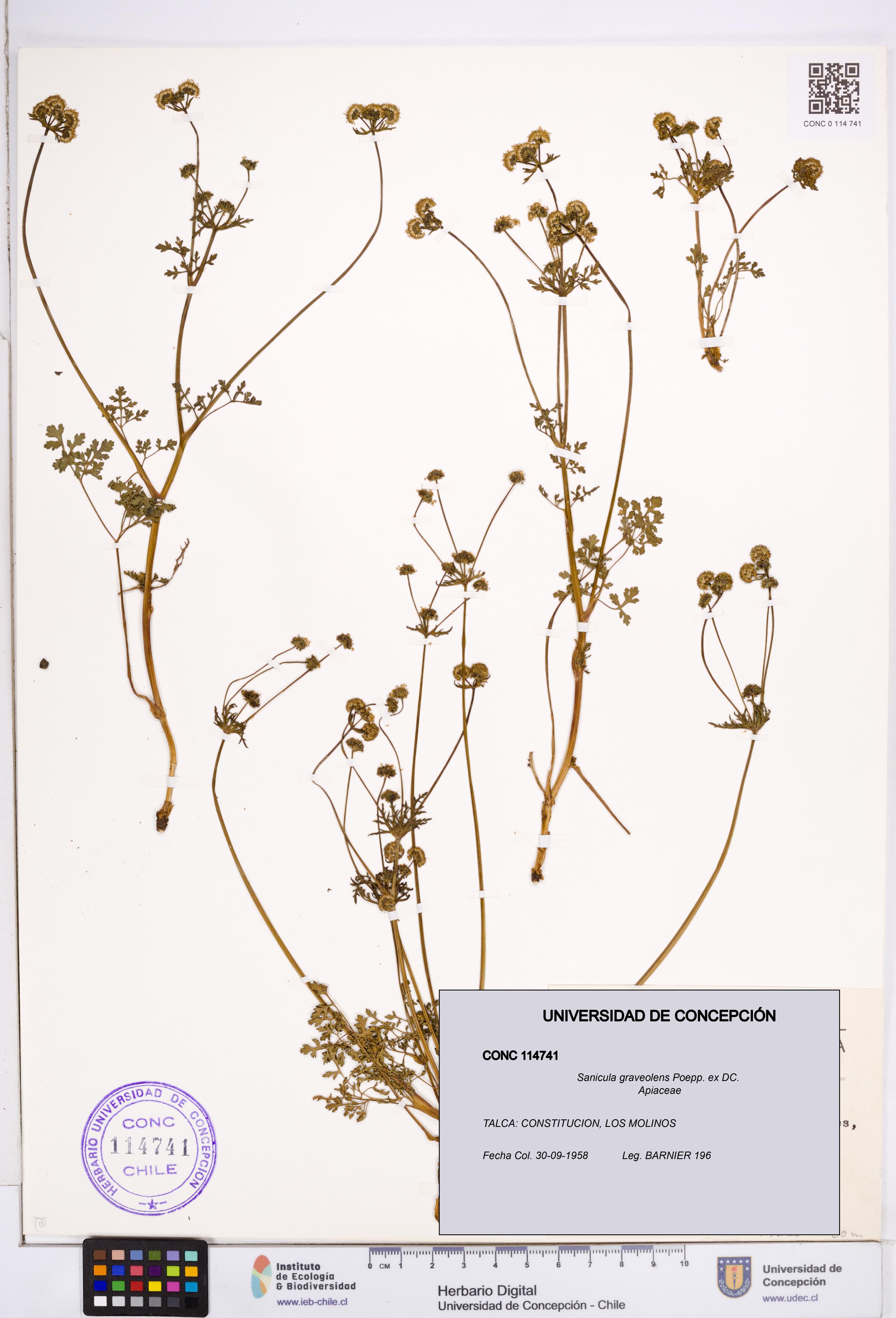 Sanicula graveolens [Espécimen: ]