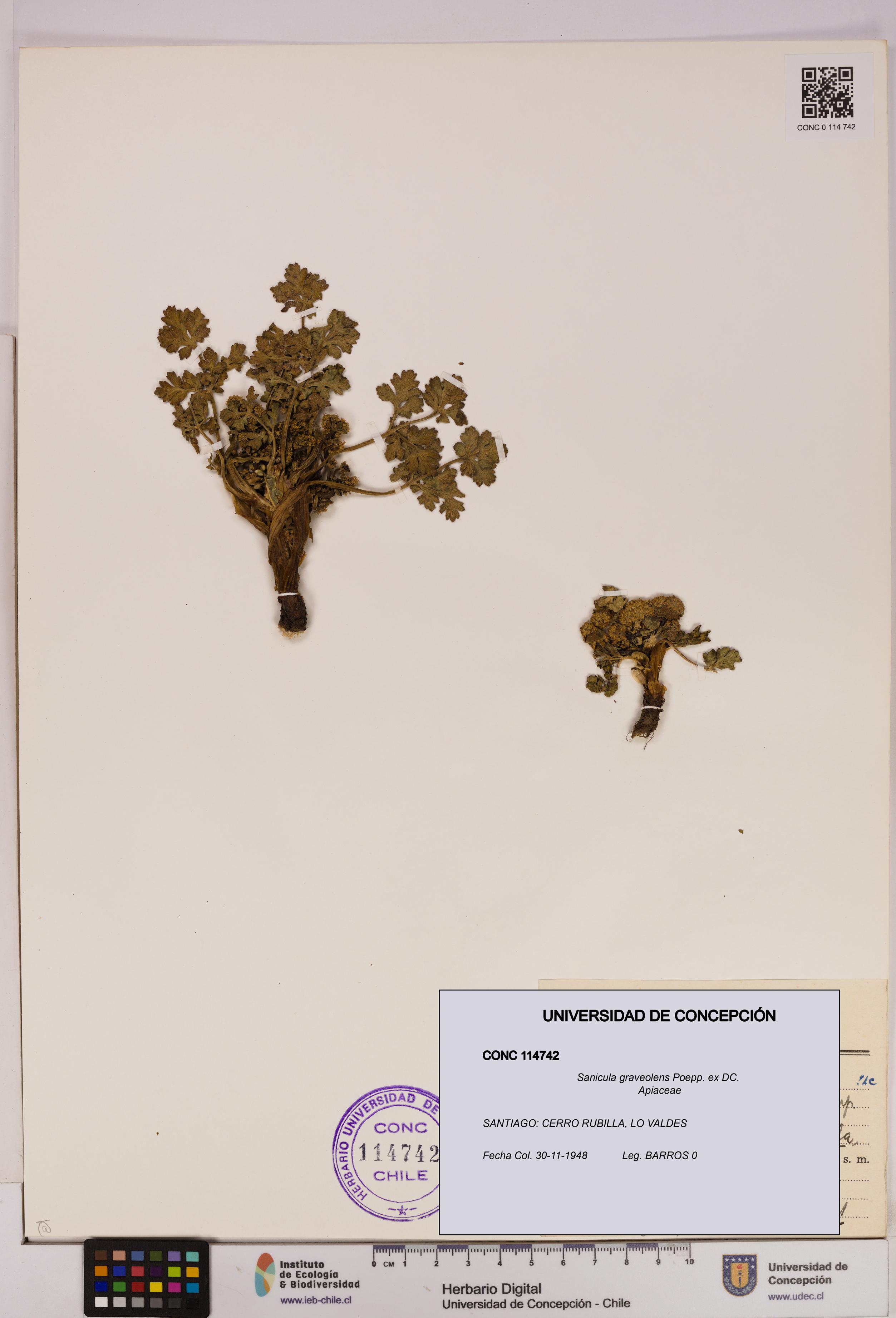 Sanicula graveolens [Espécimen: UDEC:CONC:0114742]