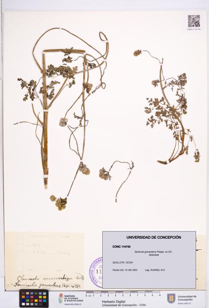Sanicula graveolens [Espécimen: ]