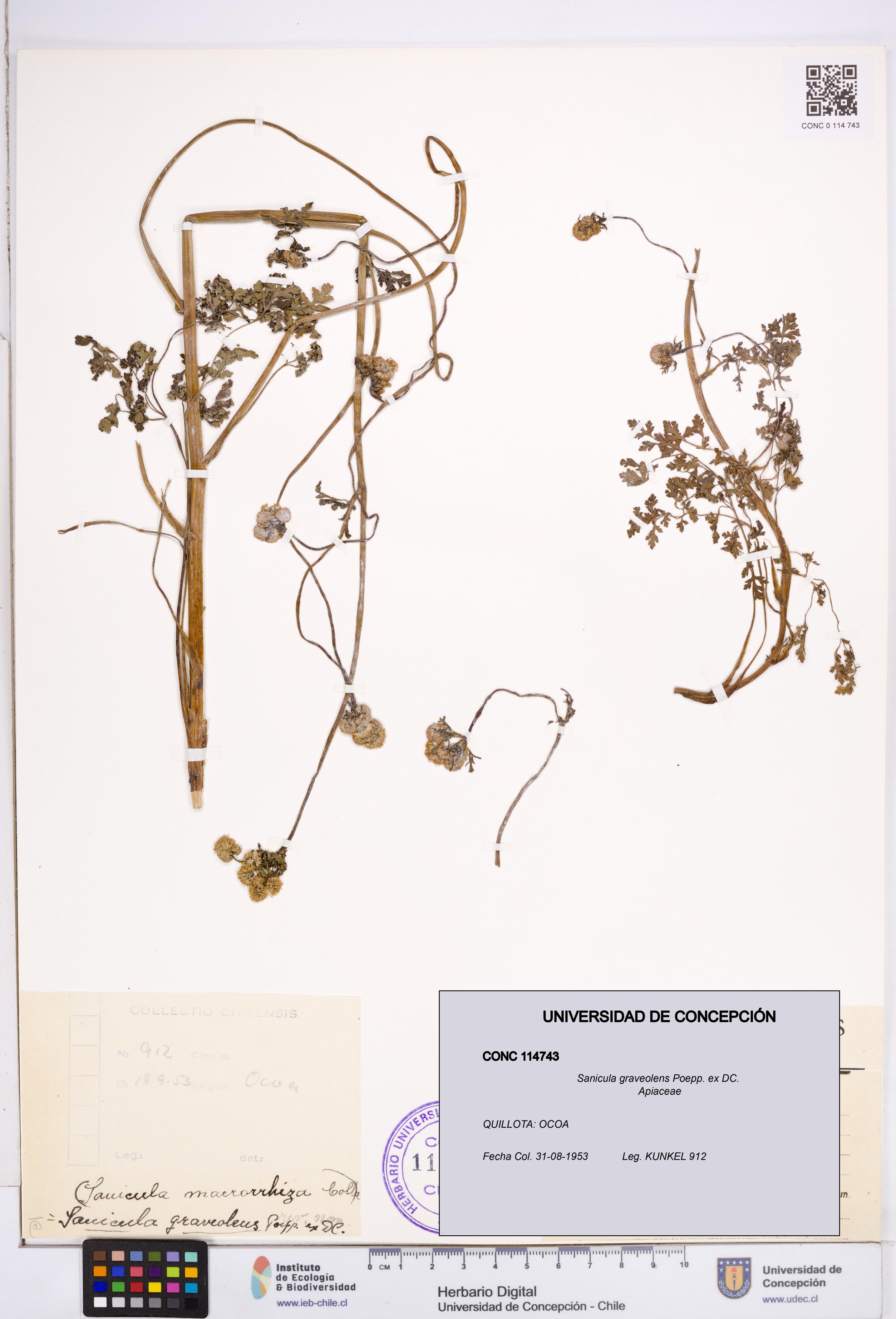 Sanicula graveolens [Espécimen: ]