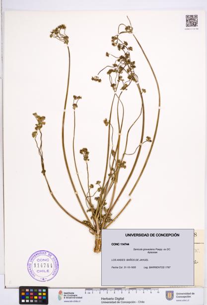 Sanicula graveolens [Espécimen: ]