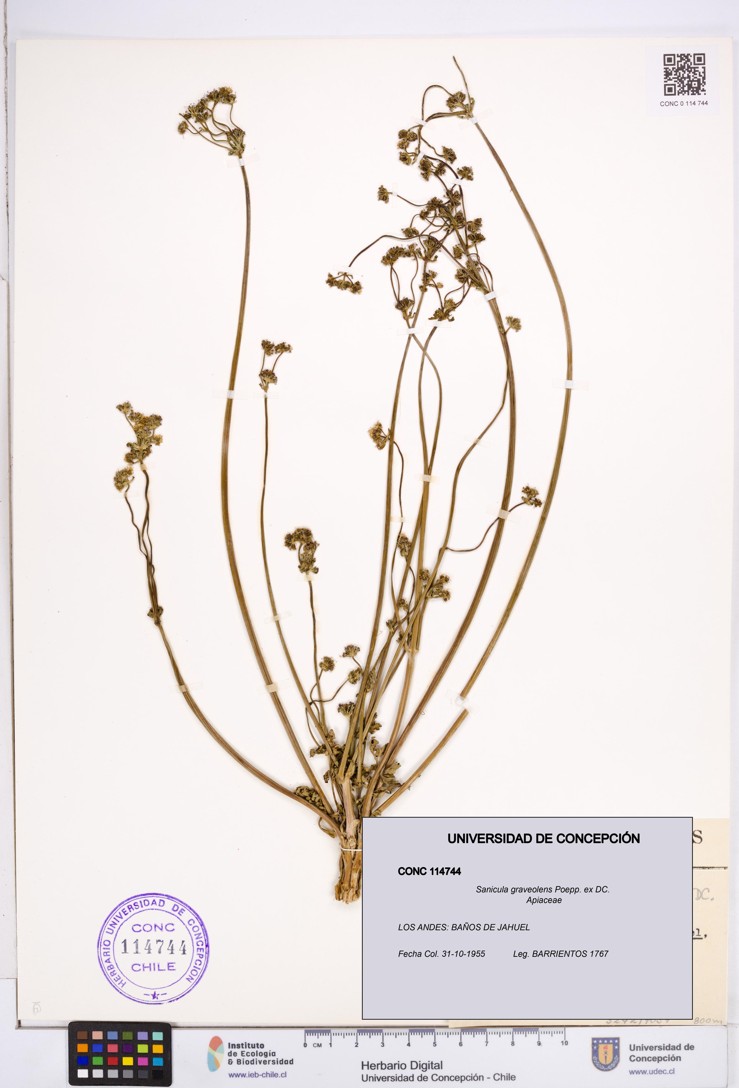 Sanicula graveolens [Espécimen: ]