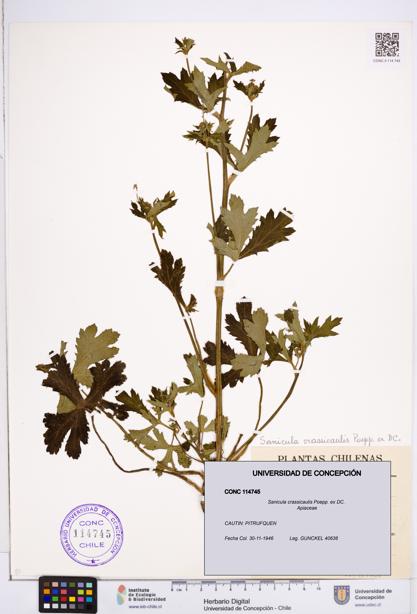 Sanicula crassicaulis [Espécimen: ]