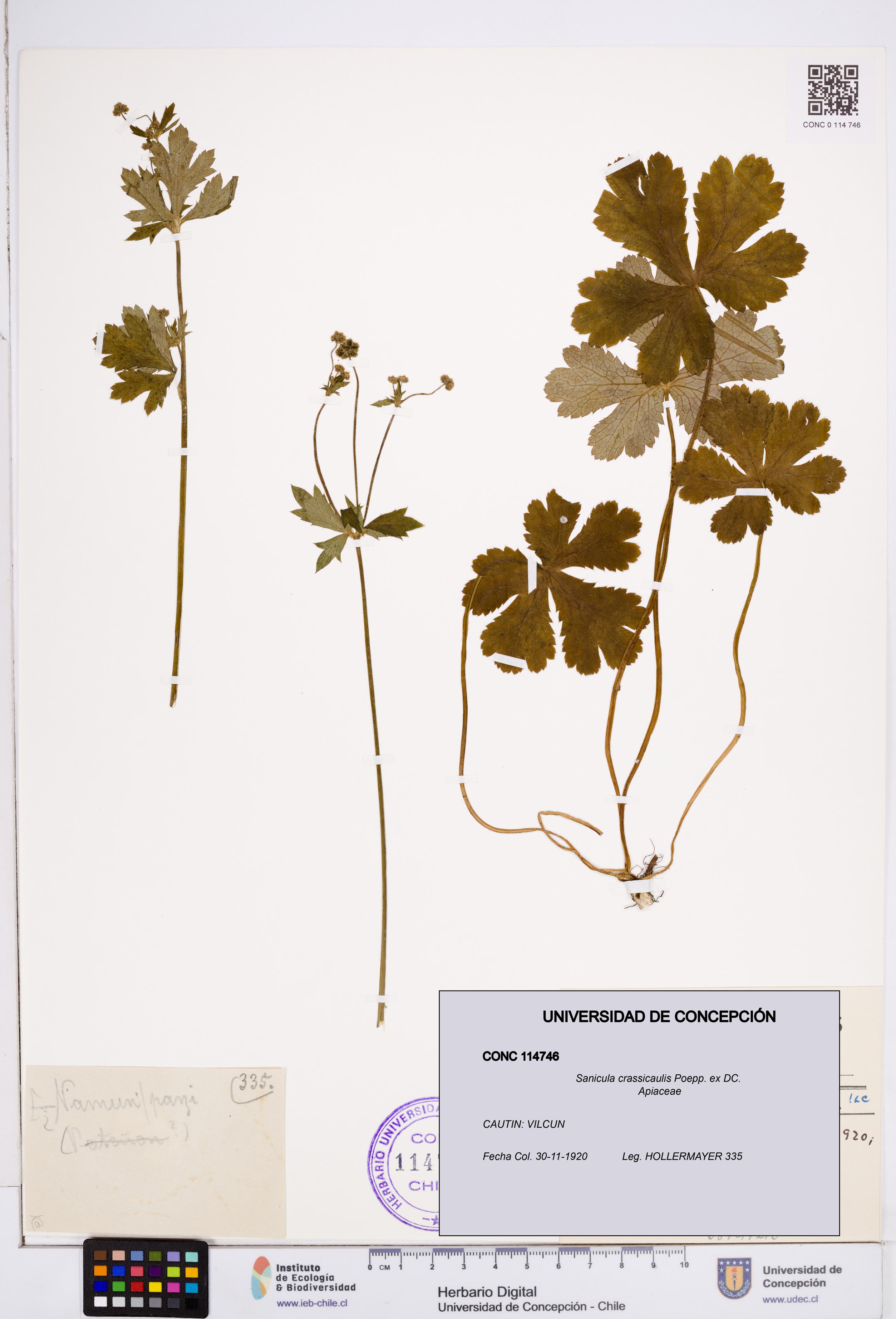 Sanicula crassicaulis [Espécimen: ]