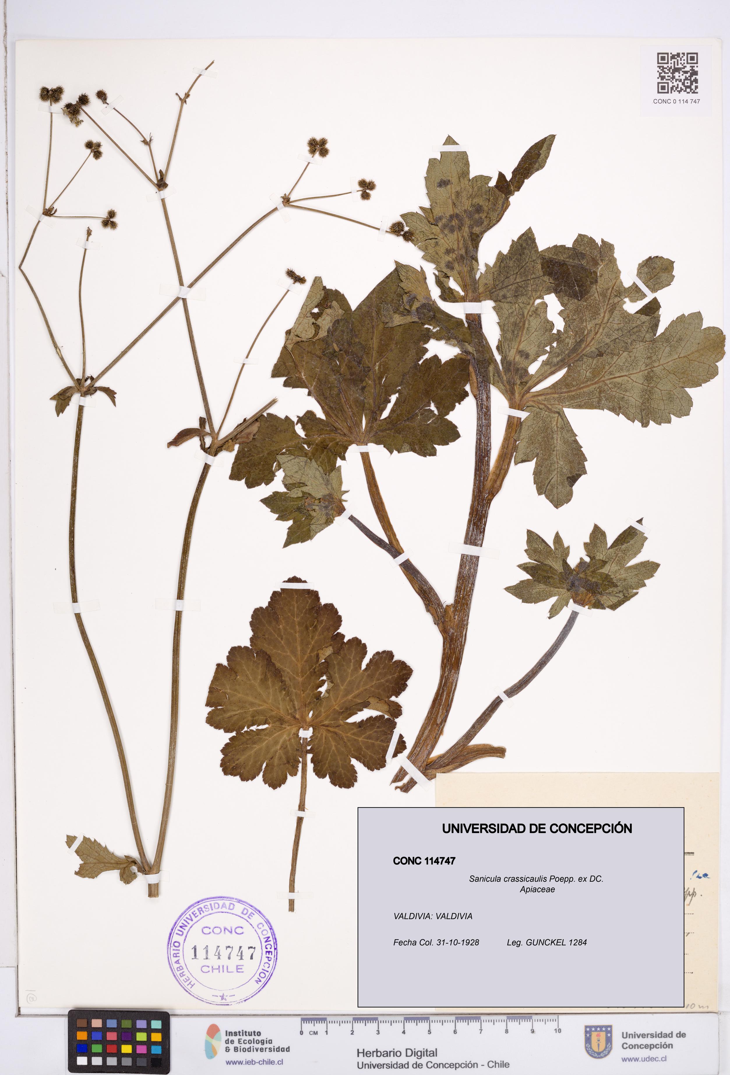 Sanicula crassicaulis [Espécimen: ]