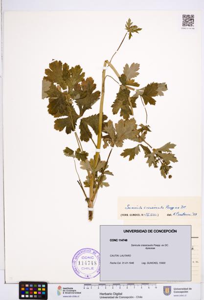 Sanicula crassicaulis [Espécimen: ]