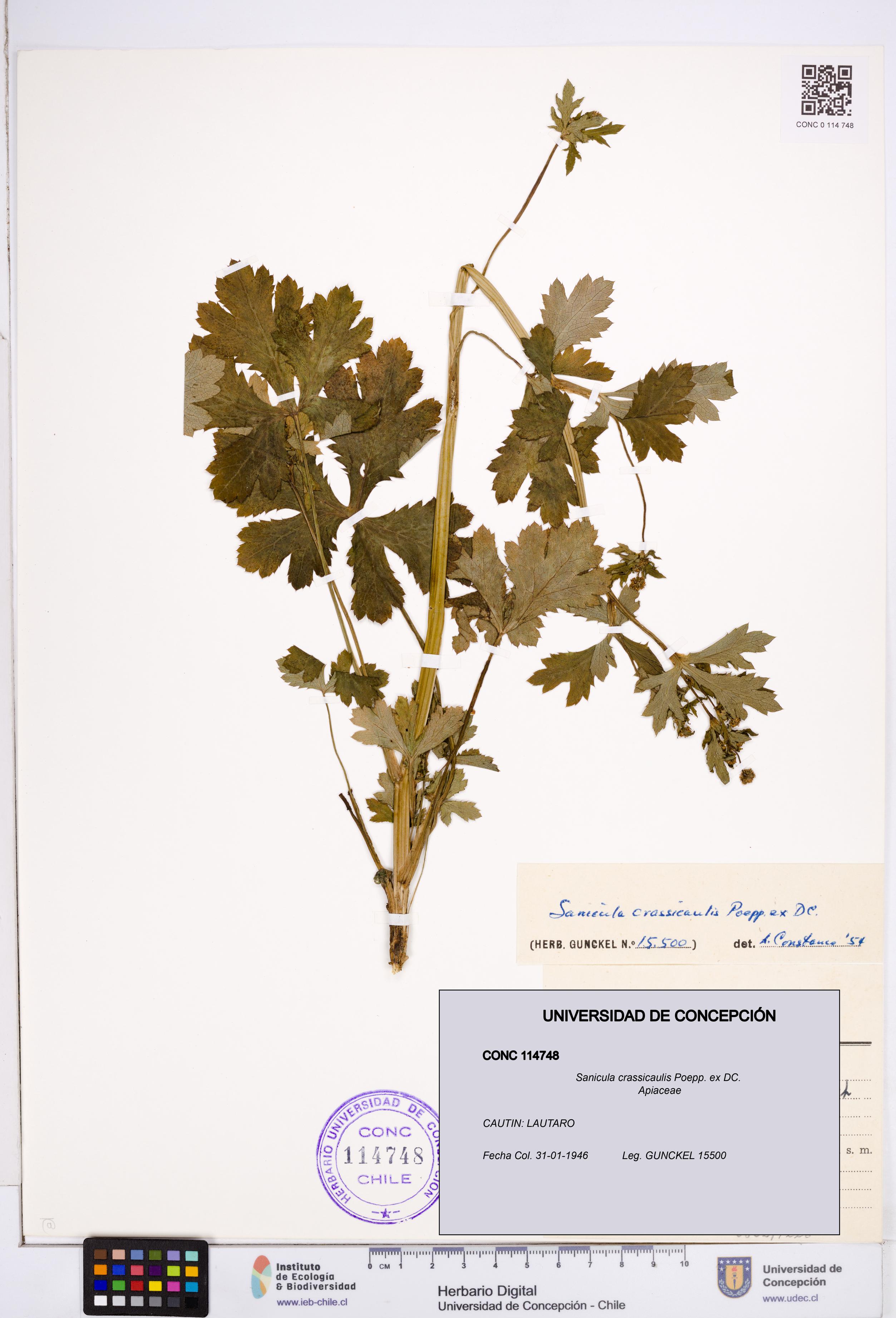 Sanicula crassicaulis [Espécimen: ]