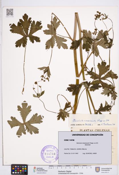 Sanicula crassicaulis [Espécimen: ]