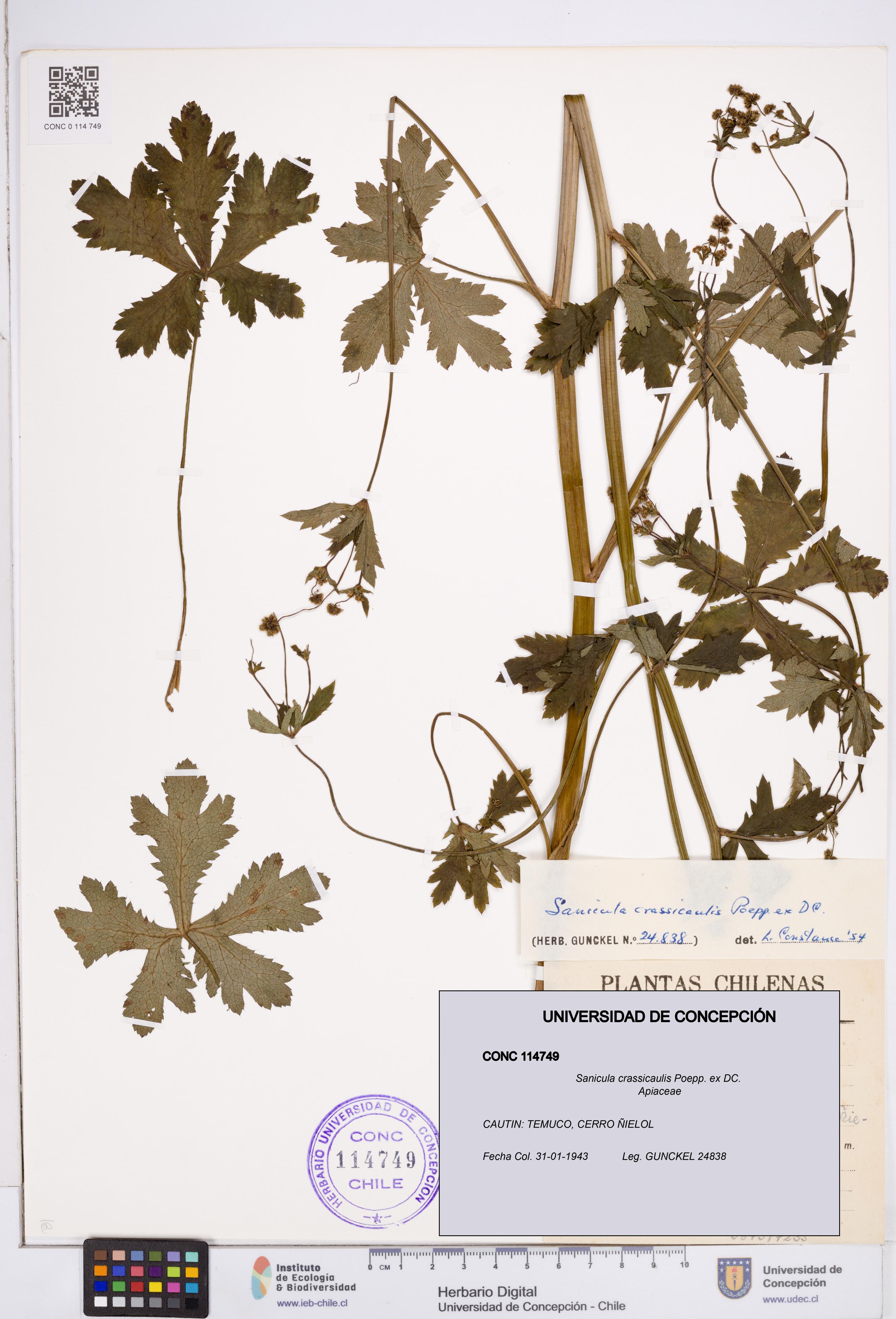 Sanicula crassicaulis [Espécimen: ]