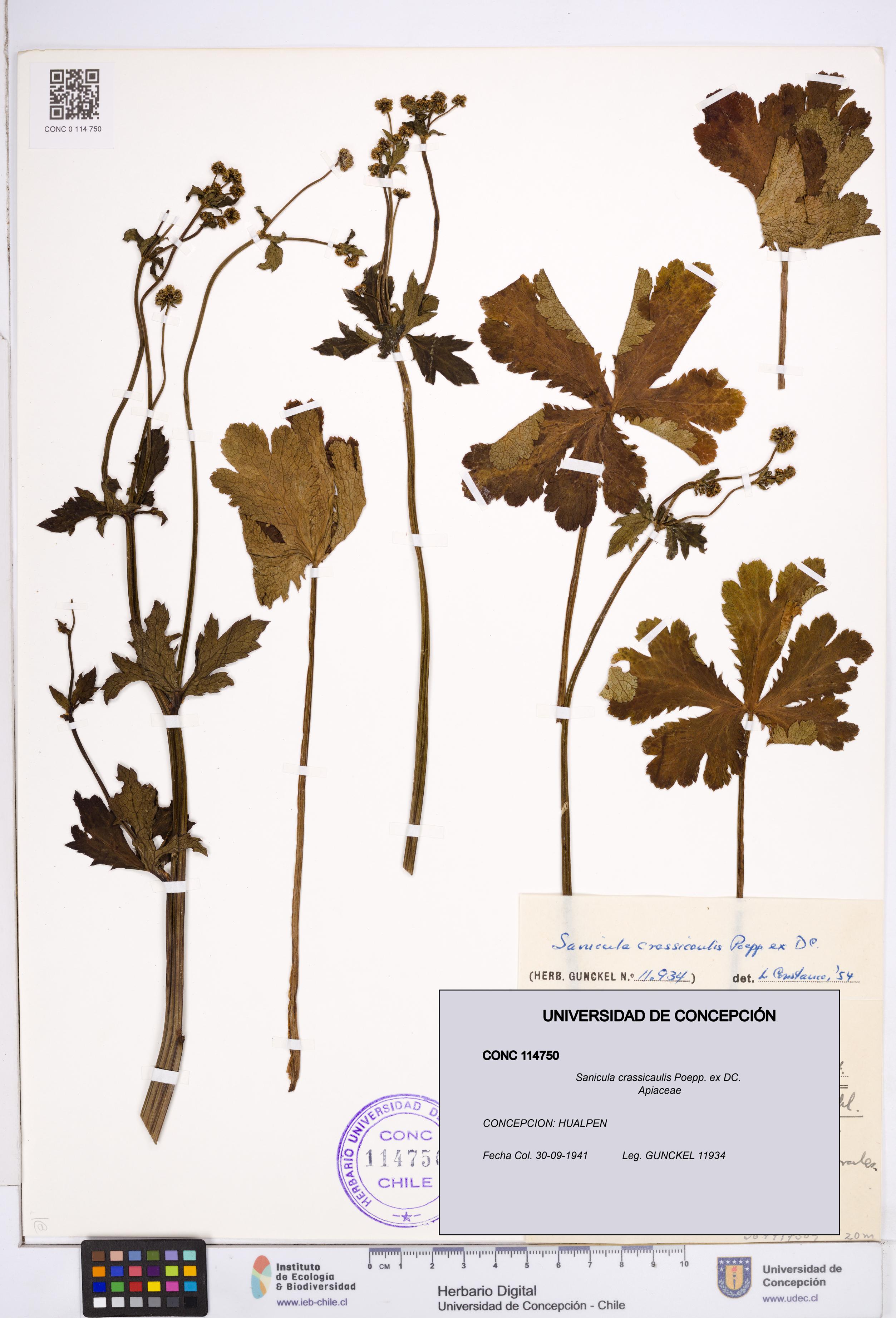 Sanicula crassicaulis [Espécimen: ]