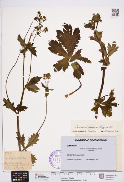 Sanicula crassicaulis [Espécimen: ]