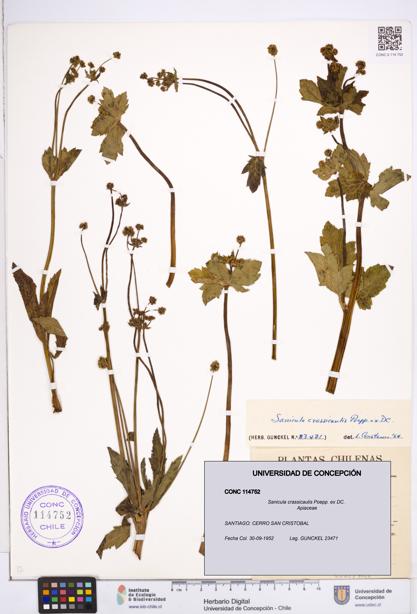 Sanicula crassicaulis [Espécimen: ]