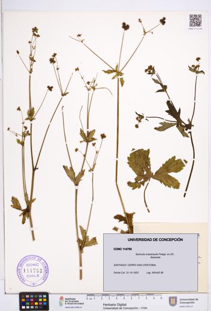 Sanicula crassicaulis [Espécimen: ]