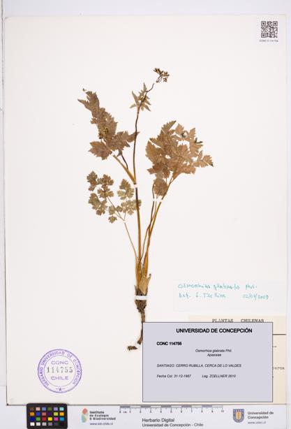 Osmorhiza glabrata [Espécimen: ]