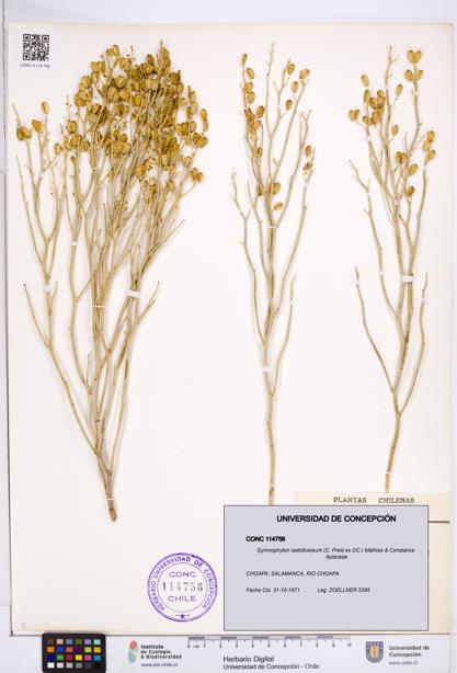 Gymnophyton isatidicarpum [Espécimen: ]