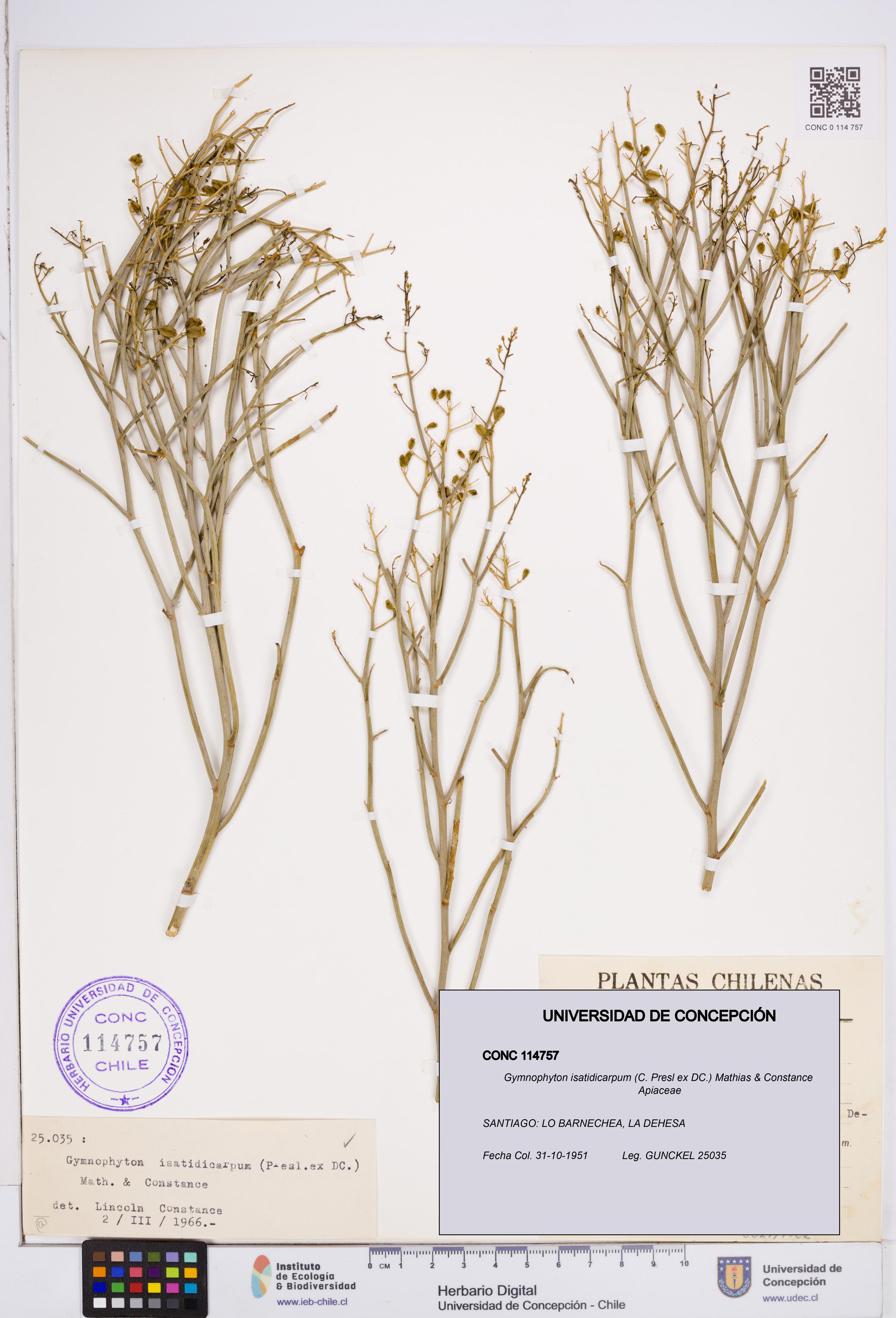 Gymnophyton isatidicarpum [Espécimen: ]